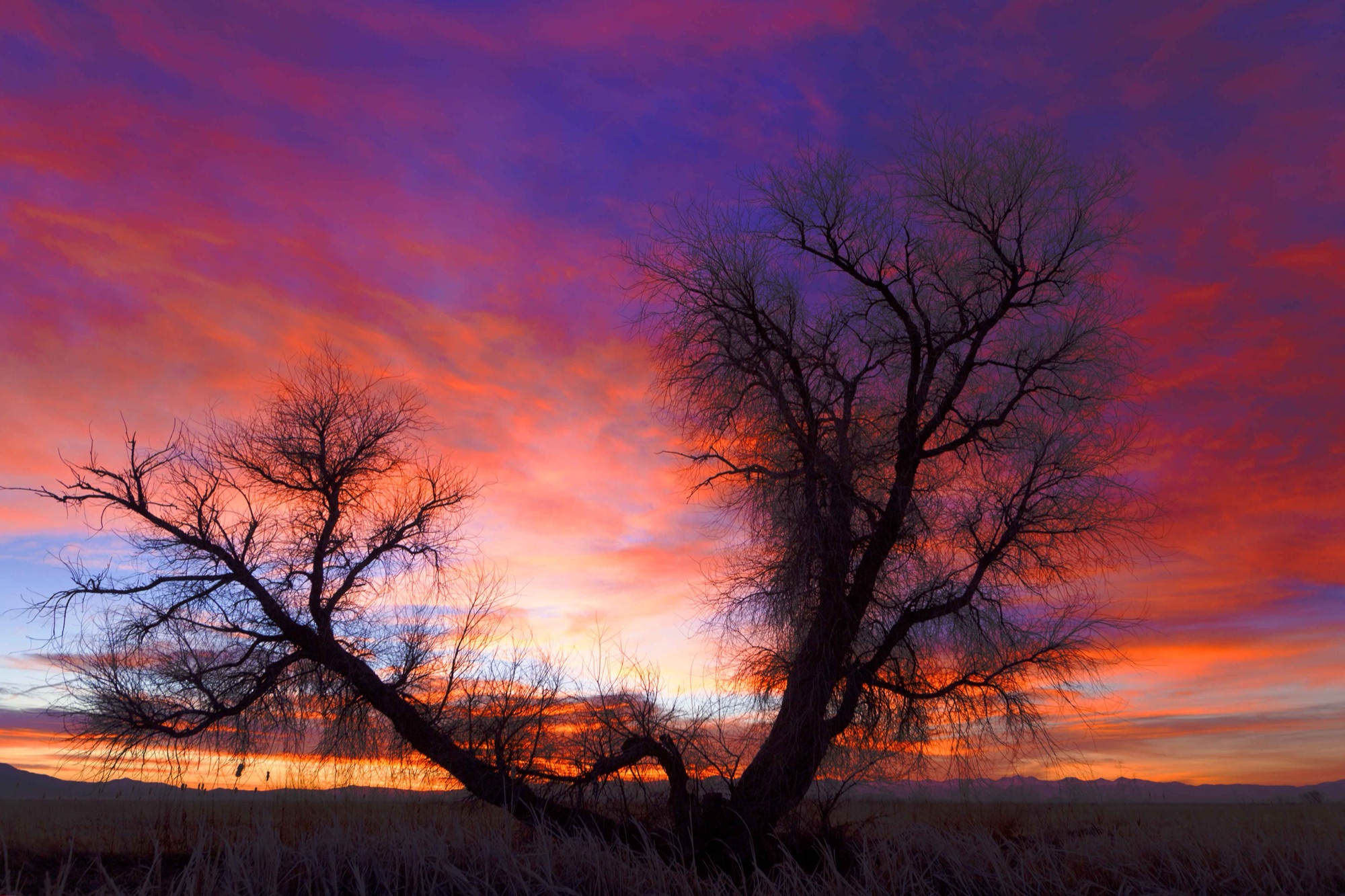 Tree silhouetted against sunrise at the refuge